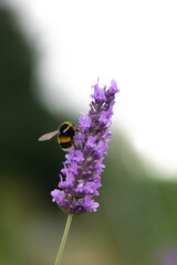 bumble-bee