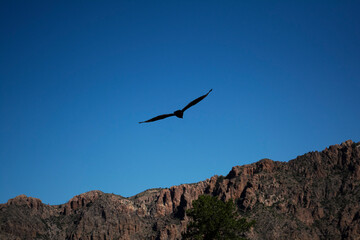 Naklejka premium Eagle / Hawk with Mountain / Cliff Background