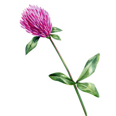 Wildflower watercolor. Floral isolated  for wedding, invitation, greeting cards. Watercolour flower clover - 632670476