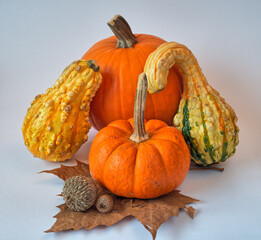 Pumpkin in still life