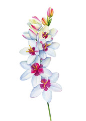 Wildflower watercolor. Floral isolated  for wedding, invitation, greeting cards. Watercolour flower
