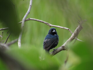 Male Volatinia jacarina