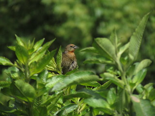 Female Chestnut capped blackbird