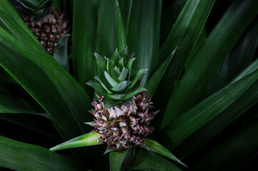 young pineapple fruits growing on the plantation