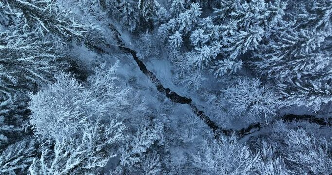 Forest winter wonderland nature landscape scenery