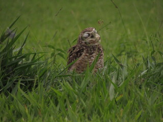 Athene cunicularia
