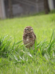 Athene cunicularia