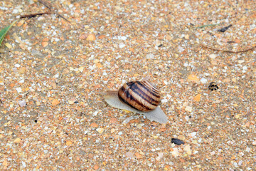 Grape snail crawls along the sea coast