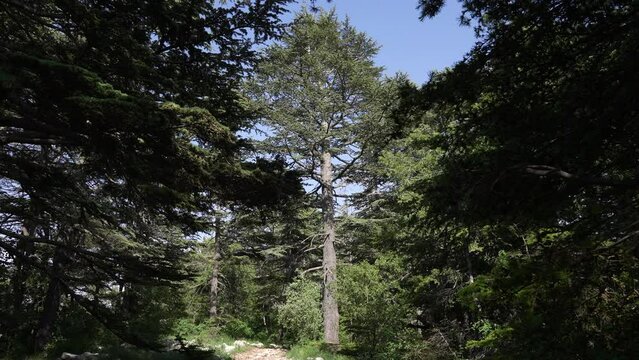 Tannourine Cedar Forest Nature Reserve Tannourine Lebanon