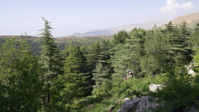 Tannourine Cedar Forest Nature Reserve Tannourine Lebanon