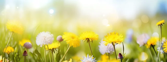 Tuinposter Beautiful summer natural background with yellow white flowers daisies, clovers and dandelions in grass against of dawn morning. Ultra-wide panoramic landscape, banner format © Eli Berr