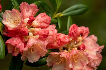 Scotland Beautiful Flower Gardens