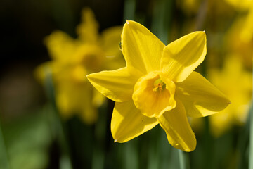 Scotland Beautiful Flower Gardens