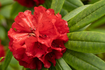 Scotland Beautiful Flower Gardens
