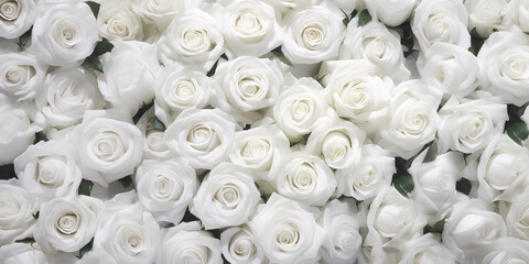 Natural white roses background.
