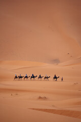 Fototapeta na wymiar Camels in Sahara Morocco: Experience desert journeys atop these gentle creatures, exploring the vast dunes and embracing the magic of the Sahara. High quality photo