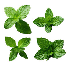 mint leaves isolated on transparent  background