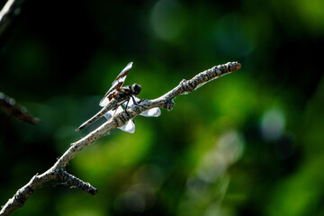 Dragonfly with green background