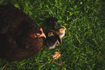 Baby chickens with their mother hen on a small farm in Ontario, Canada.