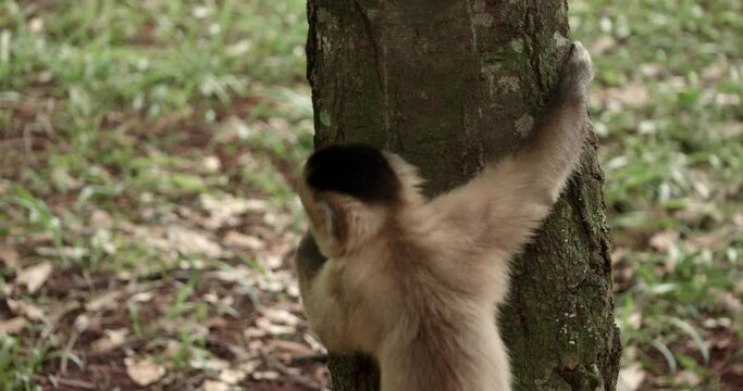 Capuchin monkey footage