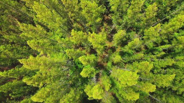 Pine forest aerial top view. Drone rise up above texture in nature.