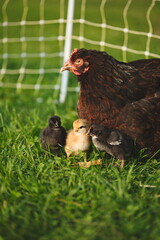 Baby chickens with their mother hen on a small farm in Ontario, Canada.