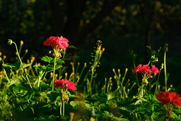 red geranium flowers on blurred background with bokeh in summer garden in sunny evening light