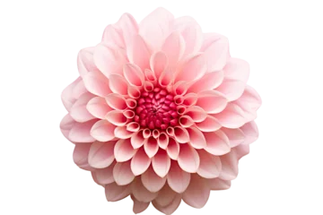Foto op Canvas photorealistic close-up of a pink dahlia on white background isolated PNG © JetHuynh