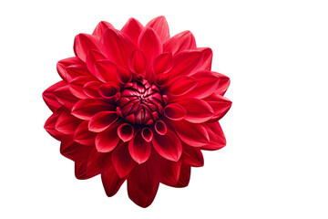 photorealistic close-up of a red dahlia on white background isolated PNG