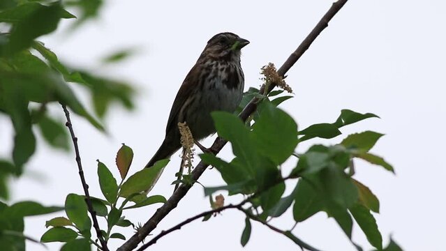 un bruant chanteur sur une branche	
