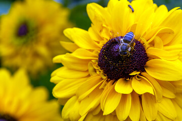 abeille sur une fleur - 632687036