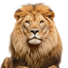 Adult lion, Panthera leo, isolated on white, looking at camera. - obrazy, fototapety, plakaty