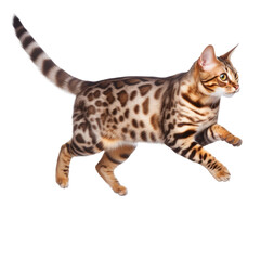 Bengal cat jumping, seen from the side, isolated on white.