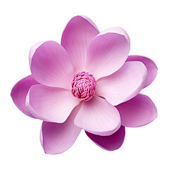 Naklejka na ściany i meble Isolated purple magnolia flower with clipping path.