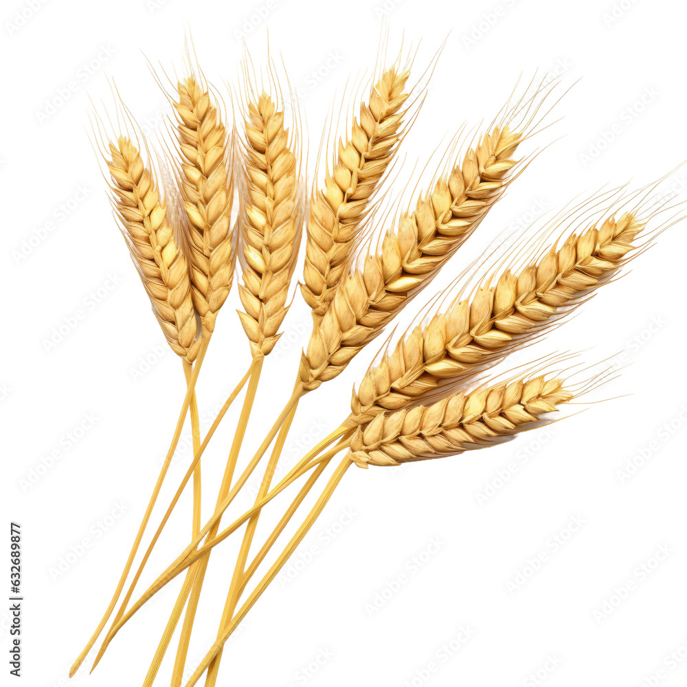 Poster isolated wheat ears or heads, used as package design element with clipping path.
