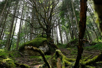 Kahler Baum im Sommer in einem Wald