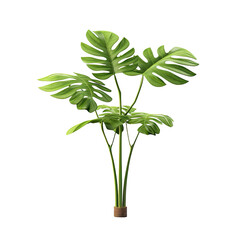Fototapeta na wymiar Isolated tropical jungle plant with a clipping path.