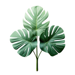 Isolated tropical plant with clipping path.