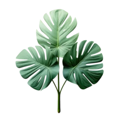 Velours gordijnen Monstera Isolated tropical plant with clipping path.