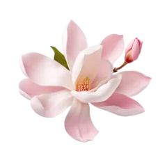 Poster Isolated white background magnolia flower with clipping path. © Ilgun