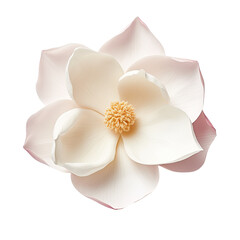 Fototapeta na wymiar Isolated white background magnolia flower with clipping path.