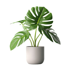 Monstera deliciosa leaf plant in a gray pot with a neat appearance.