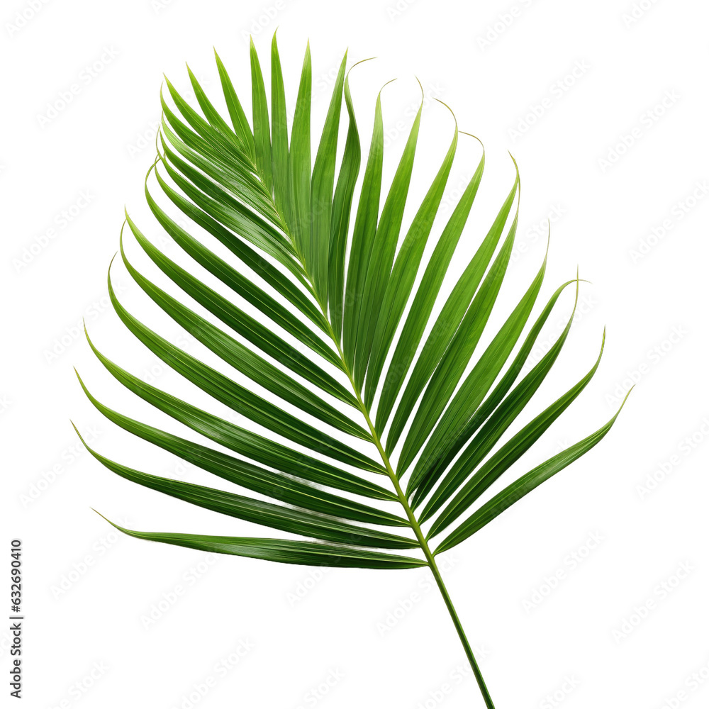 Canvas Prints palm leaf, includes clipping path
