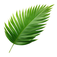 Palm leaf, includes clipping path