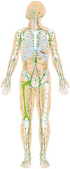 Infografik Lehrmaterial: Skelett und Lymphatisches System / Lymphsystem des Menschen - Lymphgefäße Lymphorgane Lymphknoten