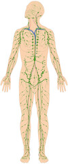 Infografik Lehrmaterial: Lymphgefäßsystem des Menschen - Lymphsystem