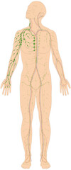 Infografik Lehrmaterial: Lymphgefäßsystem des Menschen - Lymphsystem - Lymphgefäße Abfluss rechter Venenwinkel