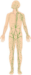 Infografik Lehrmaterial: Lymphgefäßsystem des Menschen - Lymphsystem - Lymphgefäße Abfluss linker Venenwinkel