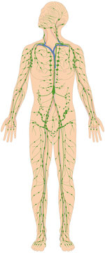 Infografik Lehrmaterial: Lymphgef&auml;&szlig;system des Menschen - Lymphsystem