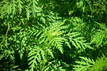 American common ragweed, full frame. Dangerous plant. Ambrosia shrubs that causes allergic reactions, allergic rhinitis. Close-up. Selective focus.